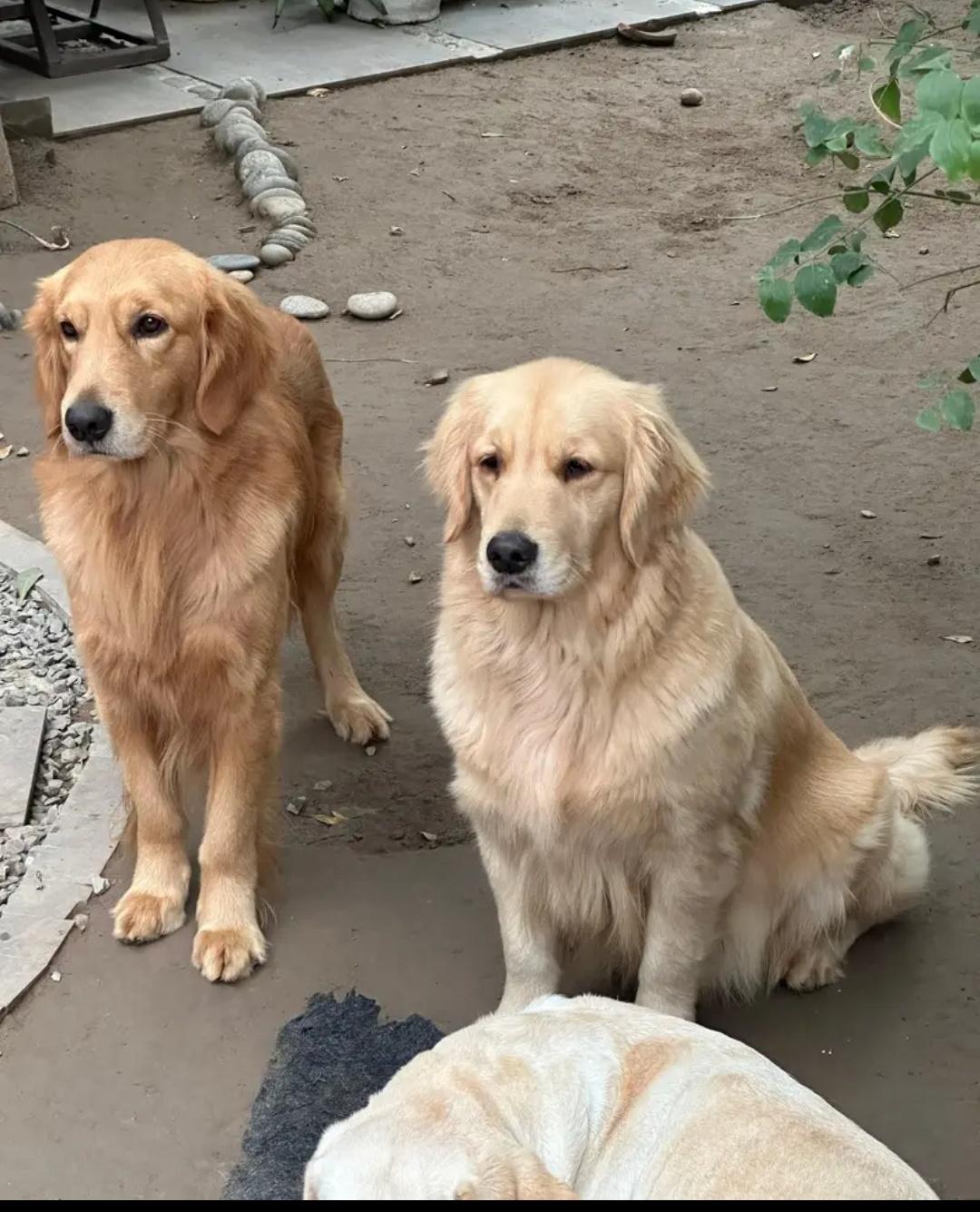 Golden Retriever