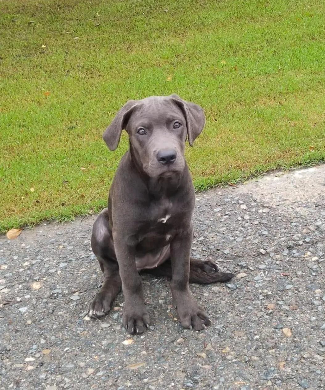 Cane Corso Dog