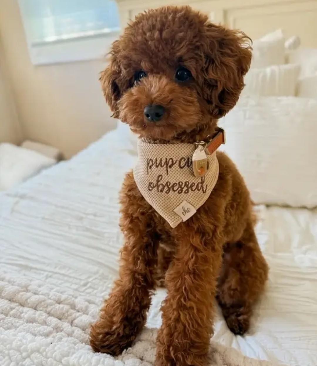 French Poodle Toy male puppy