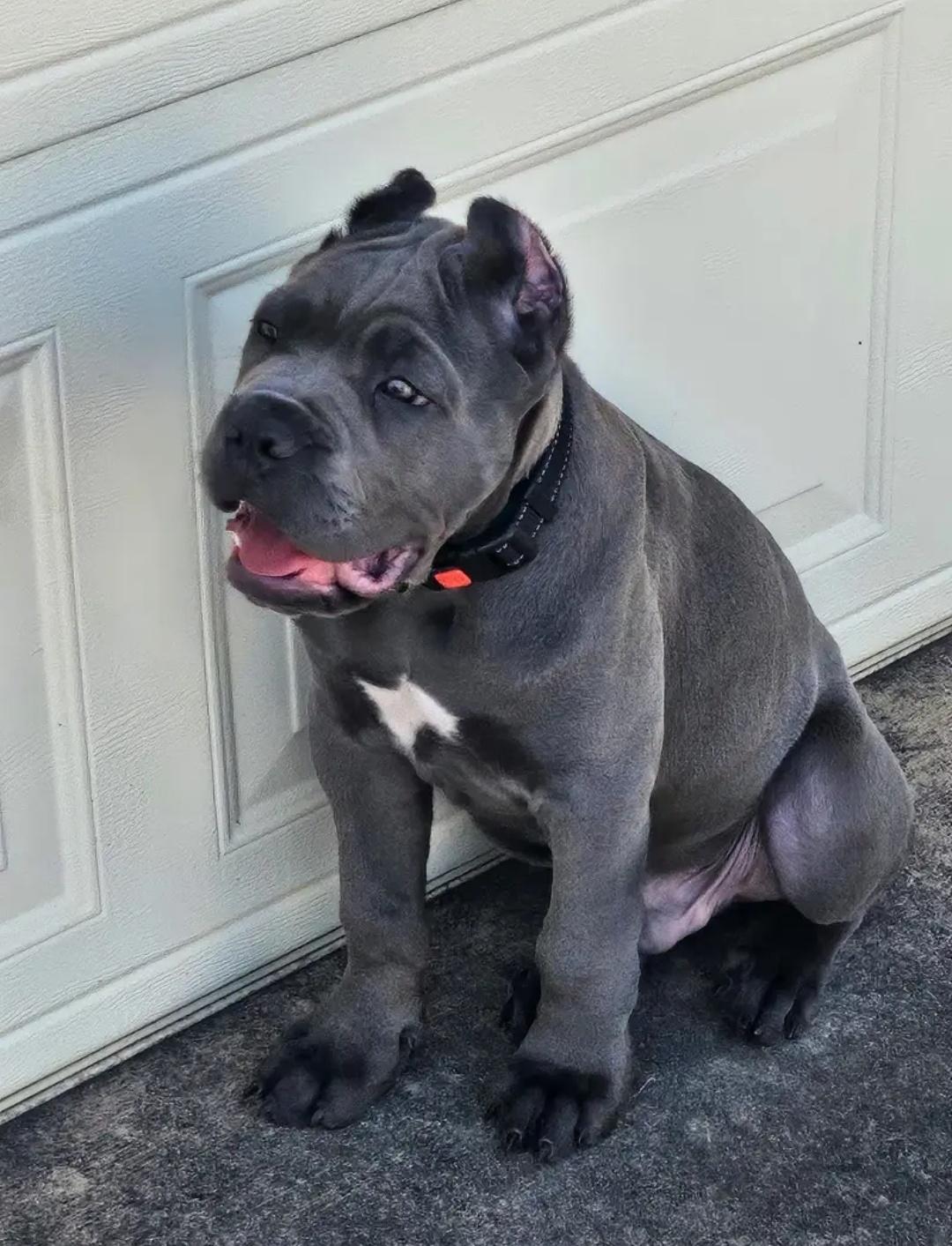 LacCANECORSO Imported male puppy