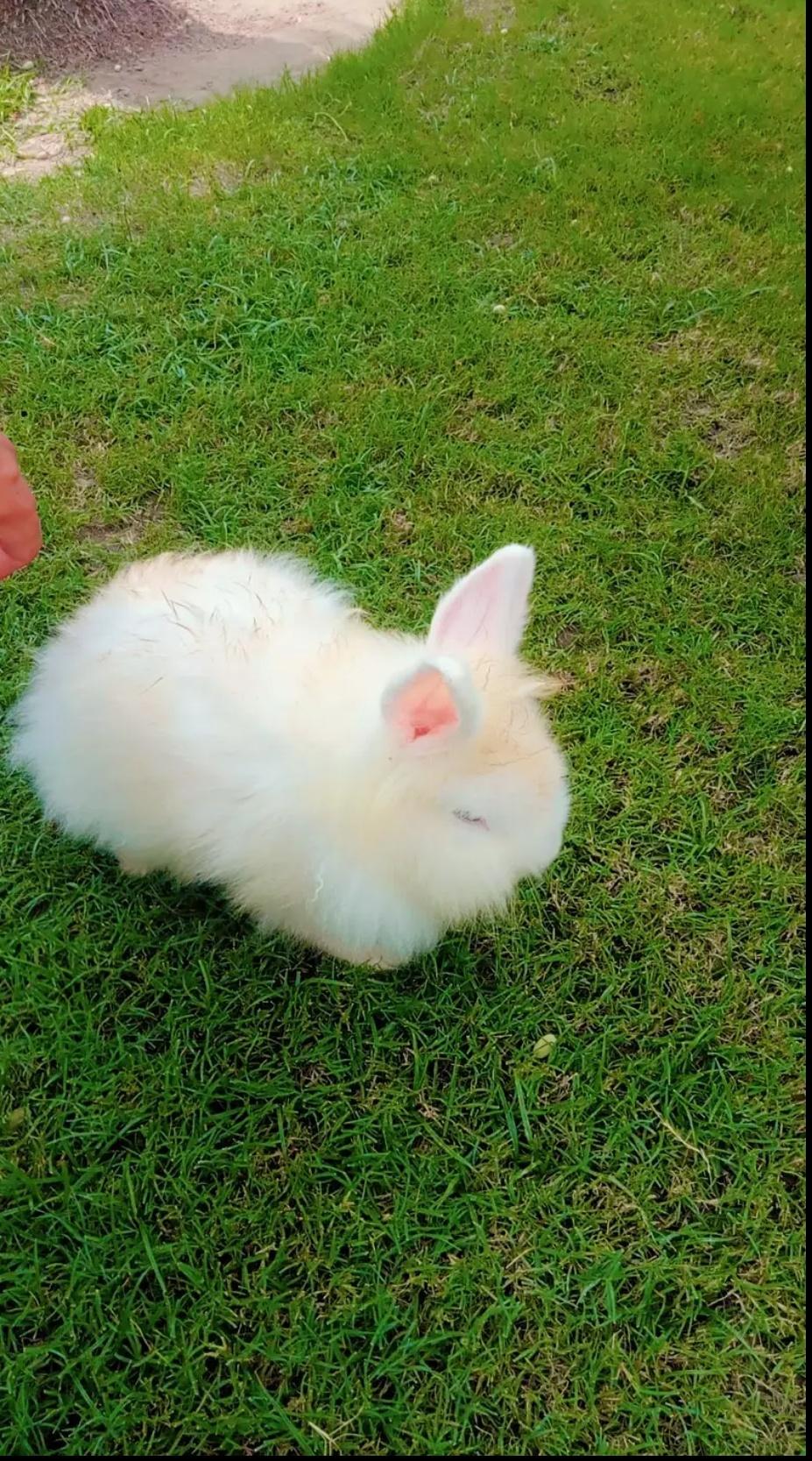 important Rabbits