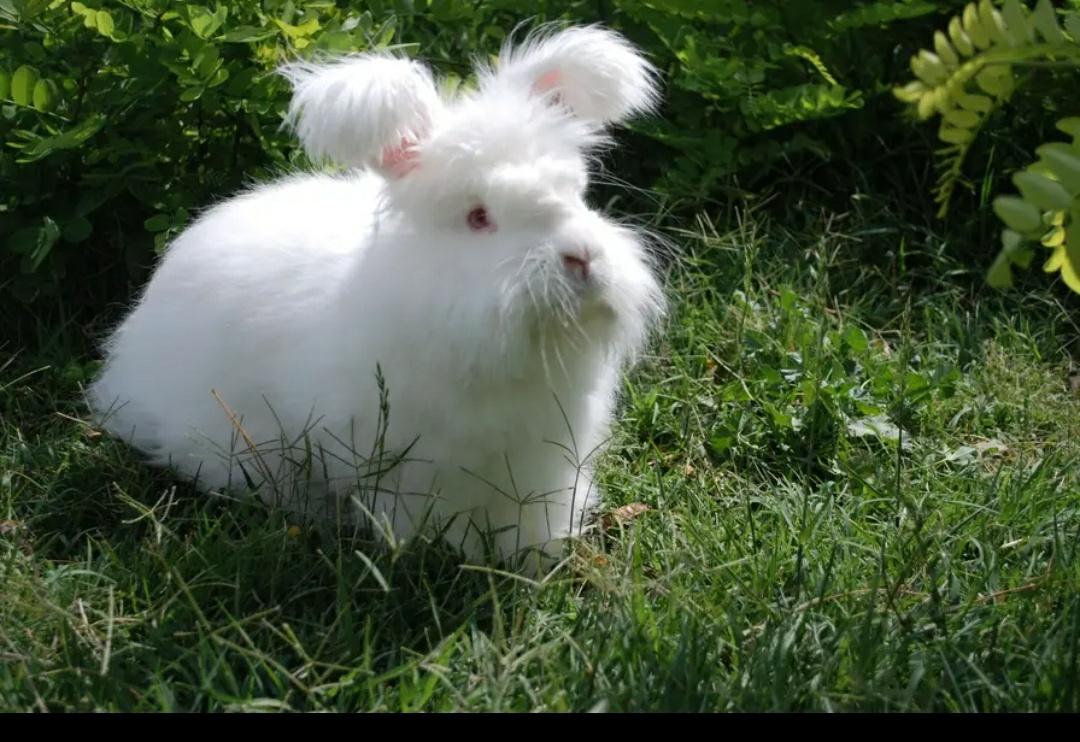 Rabbits English angora breeds