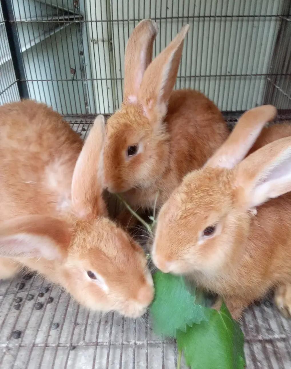 Rabbit pair ( breed: palomino )