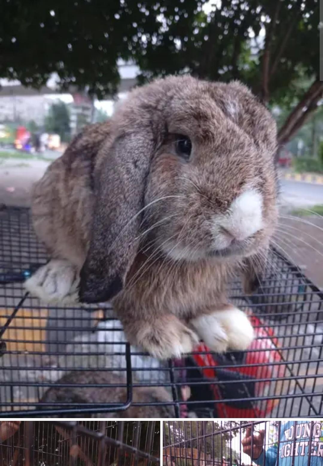 Holland lop imported breeder