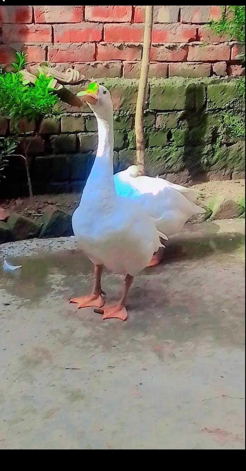 Big Ducks