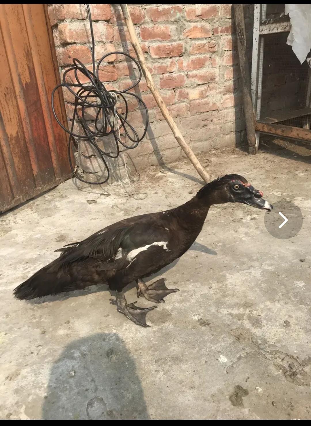 Muscovy duck breeder pair