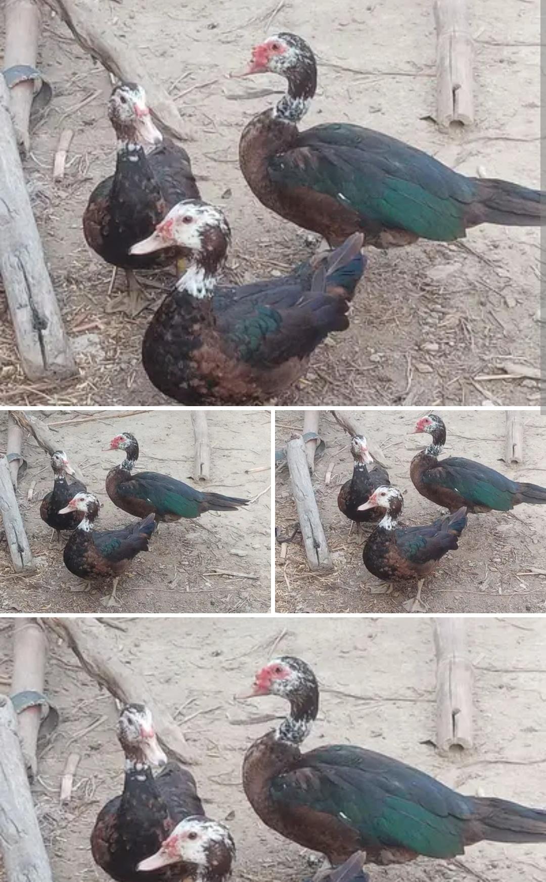 Beautiful ducks