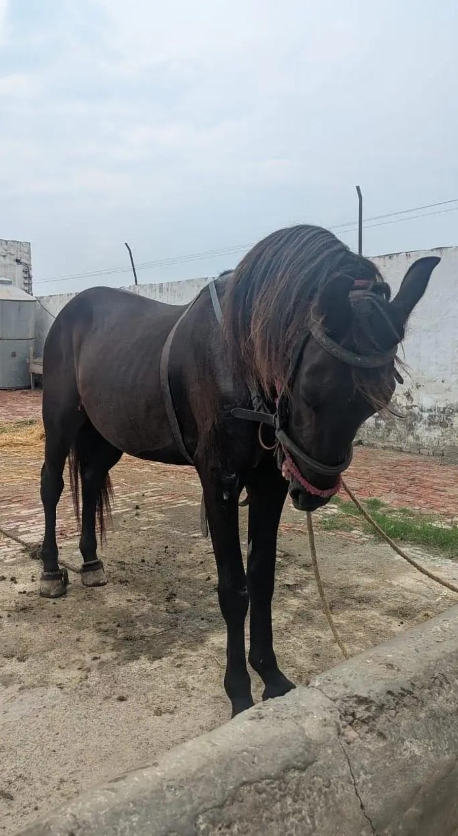 Horse