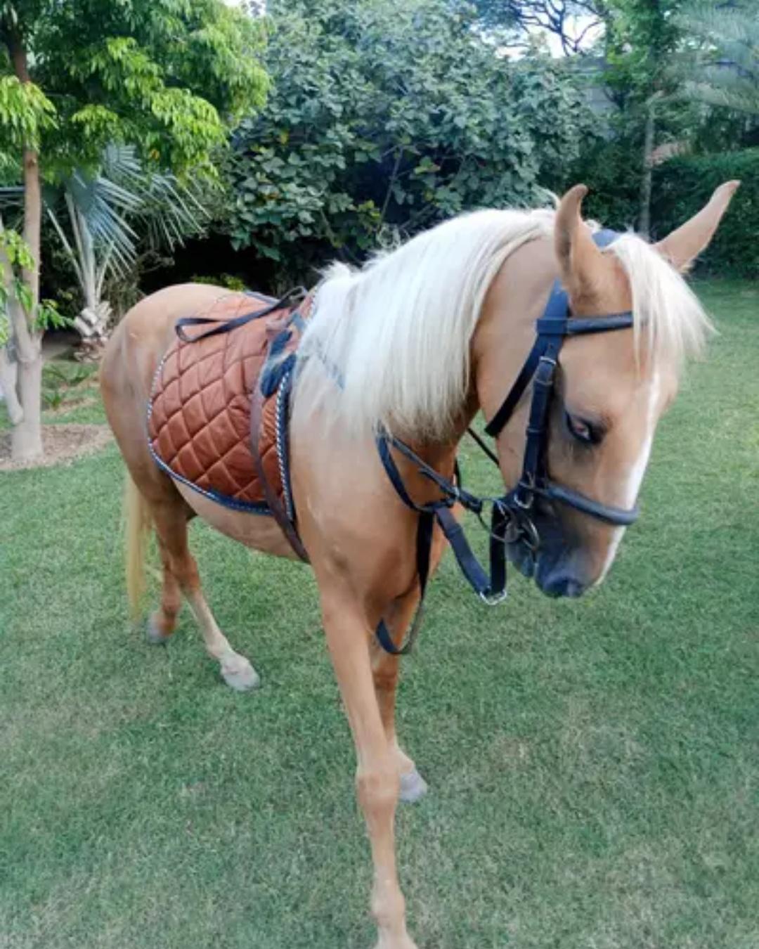 Palomino Rare Color Horse