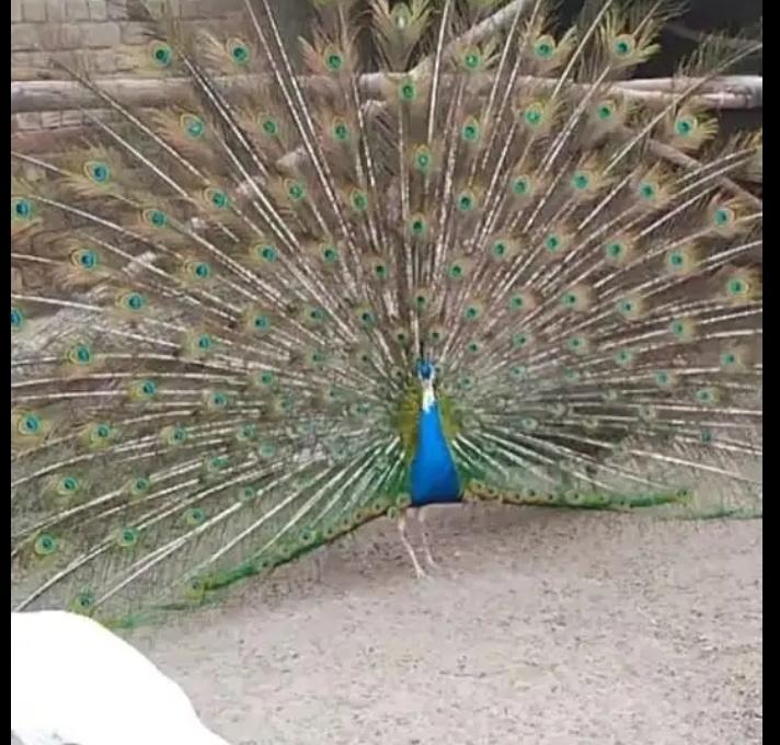 Peacocks