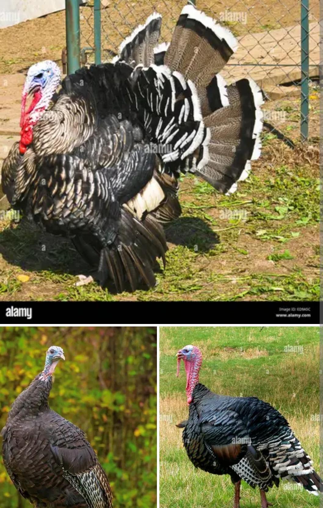 TURKEY HEN