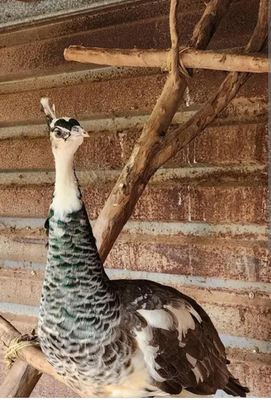 Blue pied breeder peacock