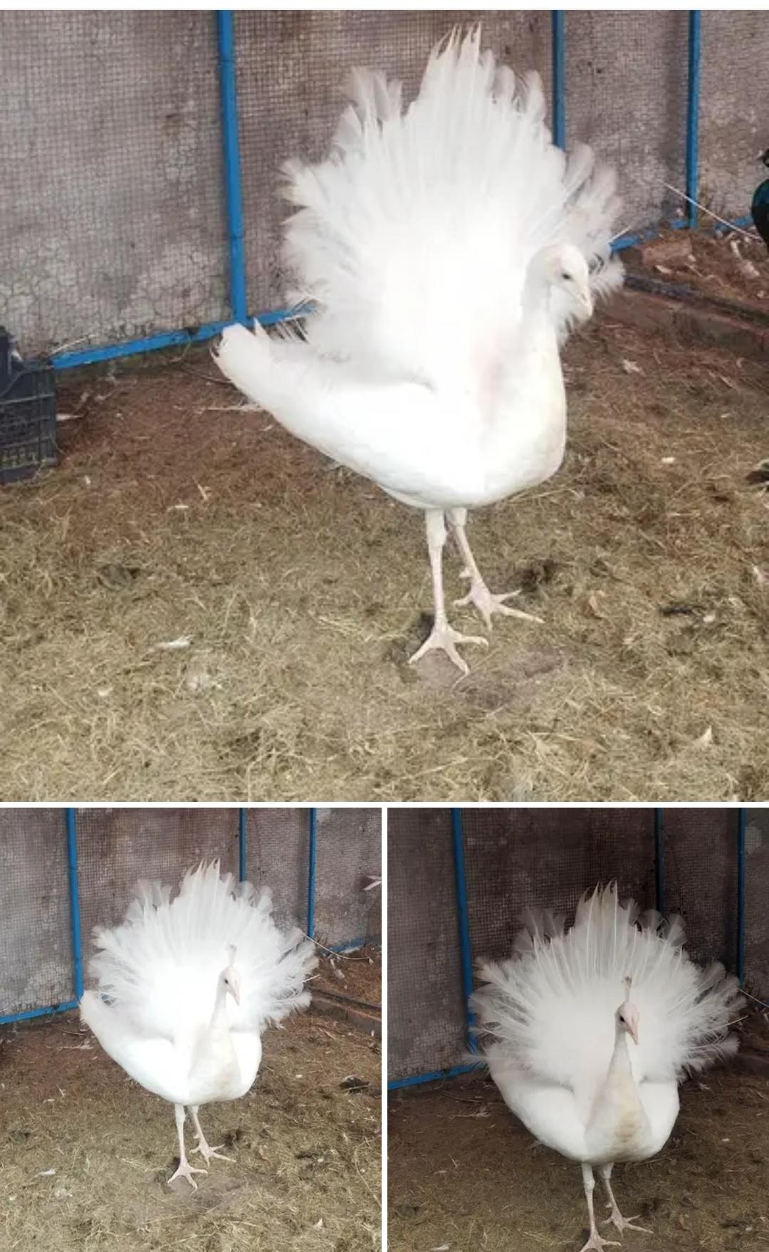 white male avelibel top quality